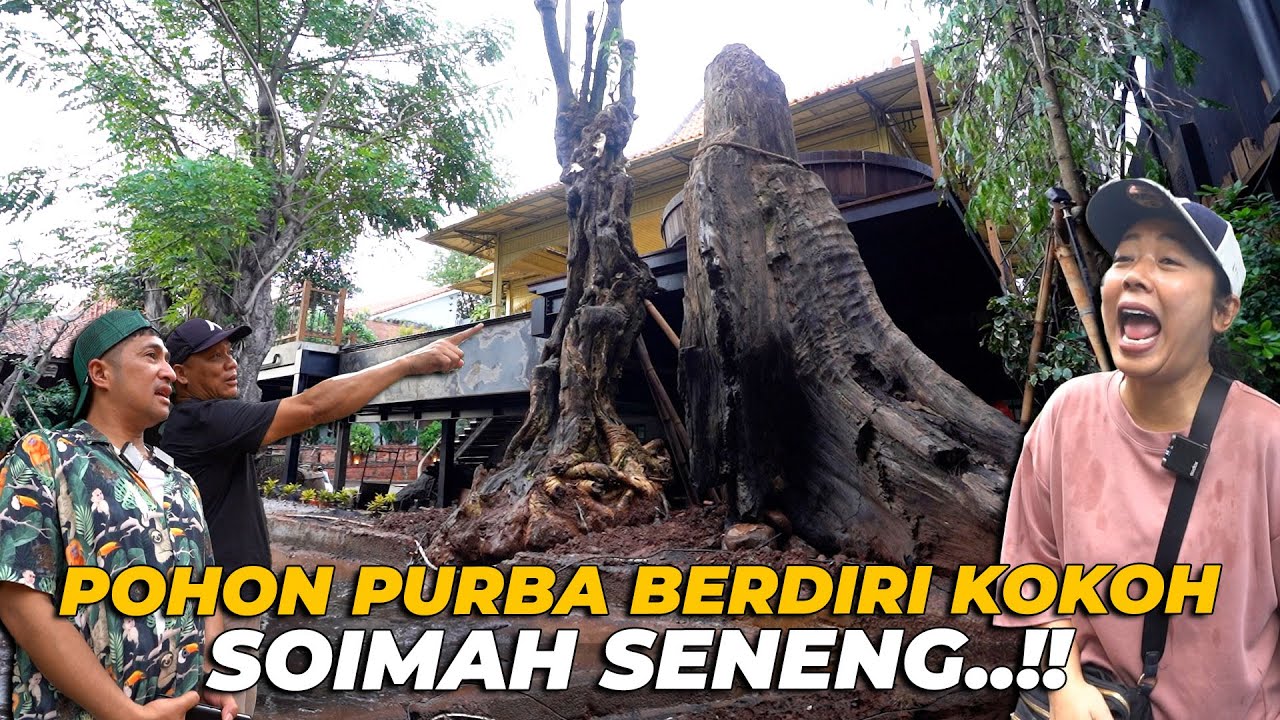 #90 PENDOPO | AKHIRNYA POHON PURBA BERIDIRI KOKOH DI SAMPING PENDOPO..! SOIMAH SAMPE DEG DEGAN..!!
