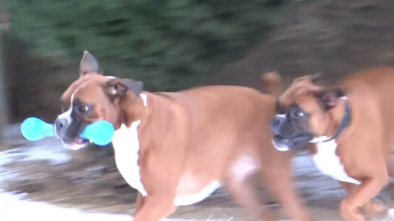Gertrude and Elsie boxer dogs play keep away with the bone in the bushes #boxerdog #dogplaying