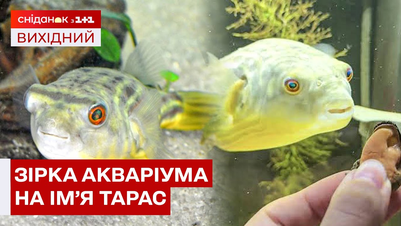 Риба, яка відчуває війну: тетрадон Тарас із Запоріжжя підкорив TikTok
