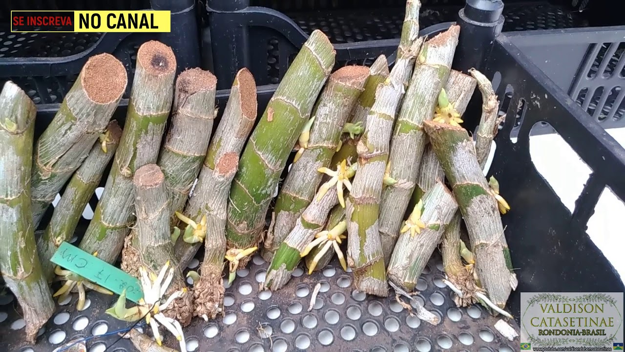 Cycnoches cortados com brotos (Brotando)