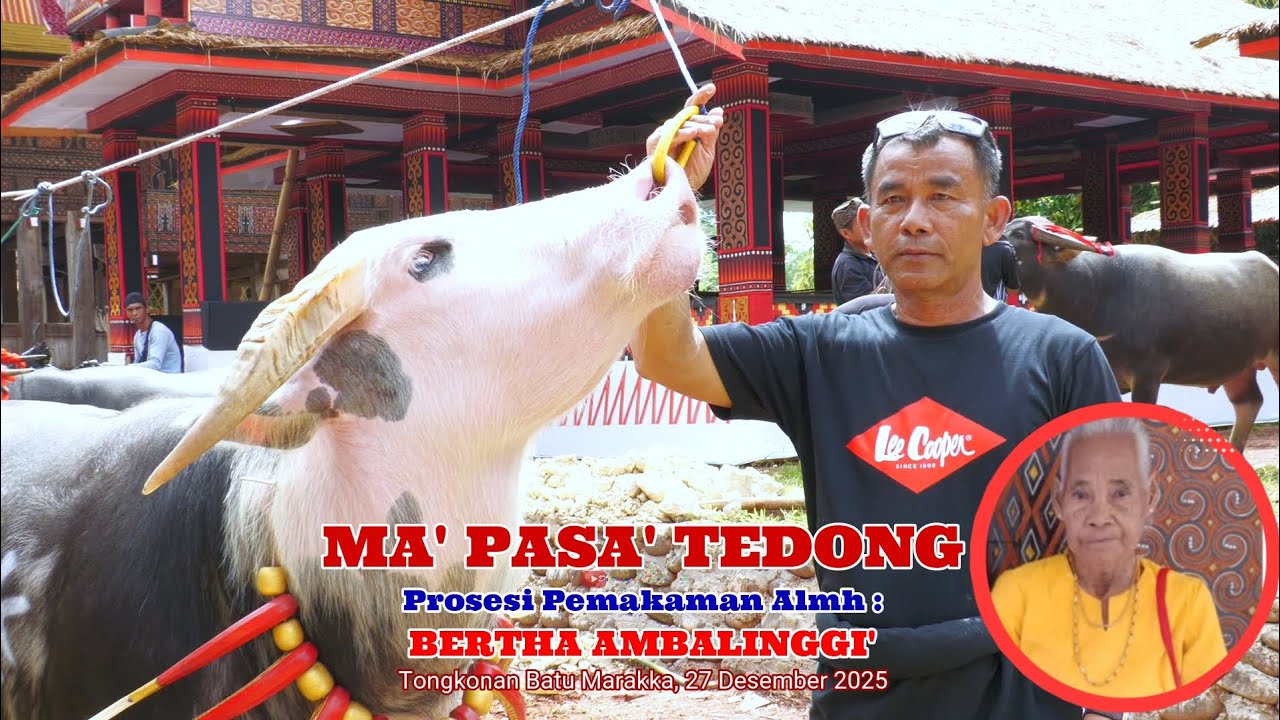 MA' PASA' TEDONG Prosesi Pemakaman Almh. BERTHA AMBALINGGI' di Tongkonan Papa Batu Marakka