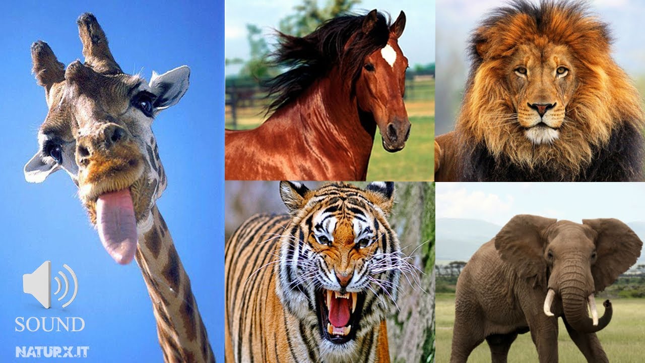 I versi degli animali | Animal sounds