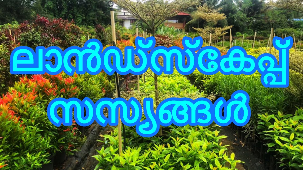Mannuthy Madakkathara Landscape plants| Saranamayyappa Gardens | Landscape