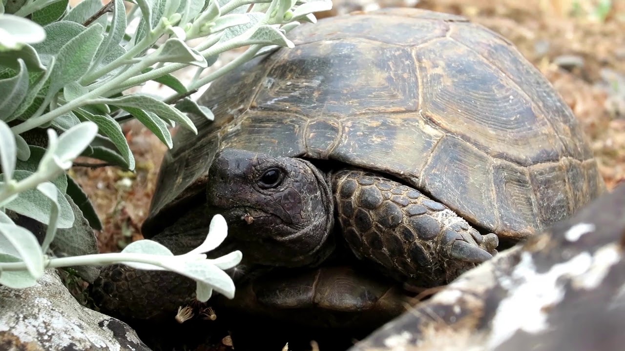 Freilebende Maurische Landschildkr&ouml;ten auf der Insel Kos