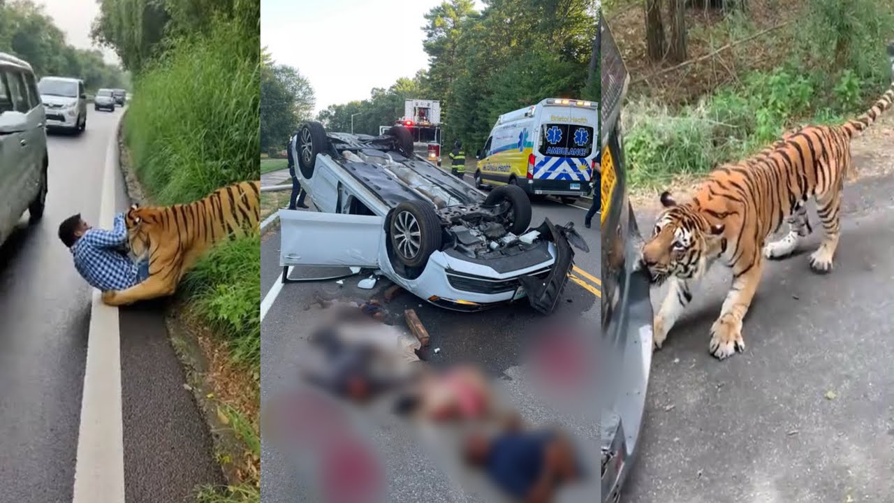 Alert‼️Don't Skip This Video🙏Tiger Attack On Car Human Jim Corbett Tiger Reserve Jungle Safari Vlog
