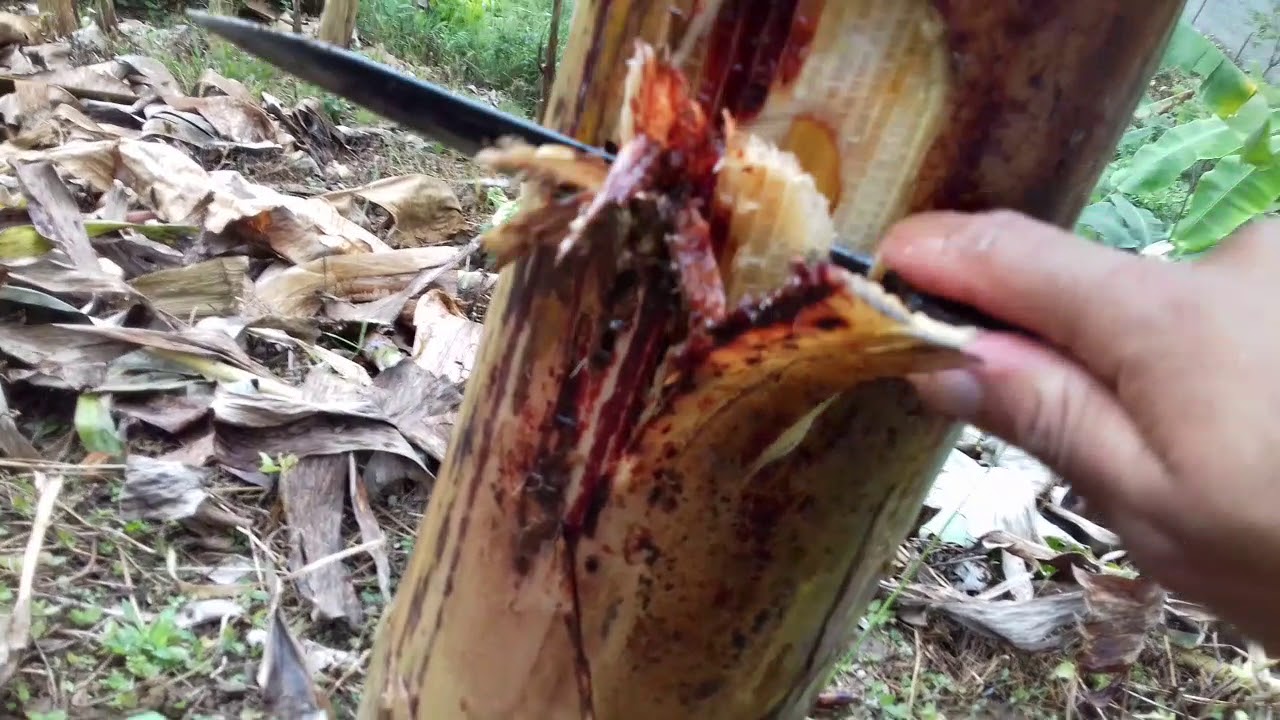 COMO SE REPRODUCE EL GUSANO PICUDO