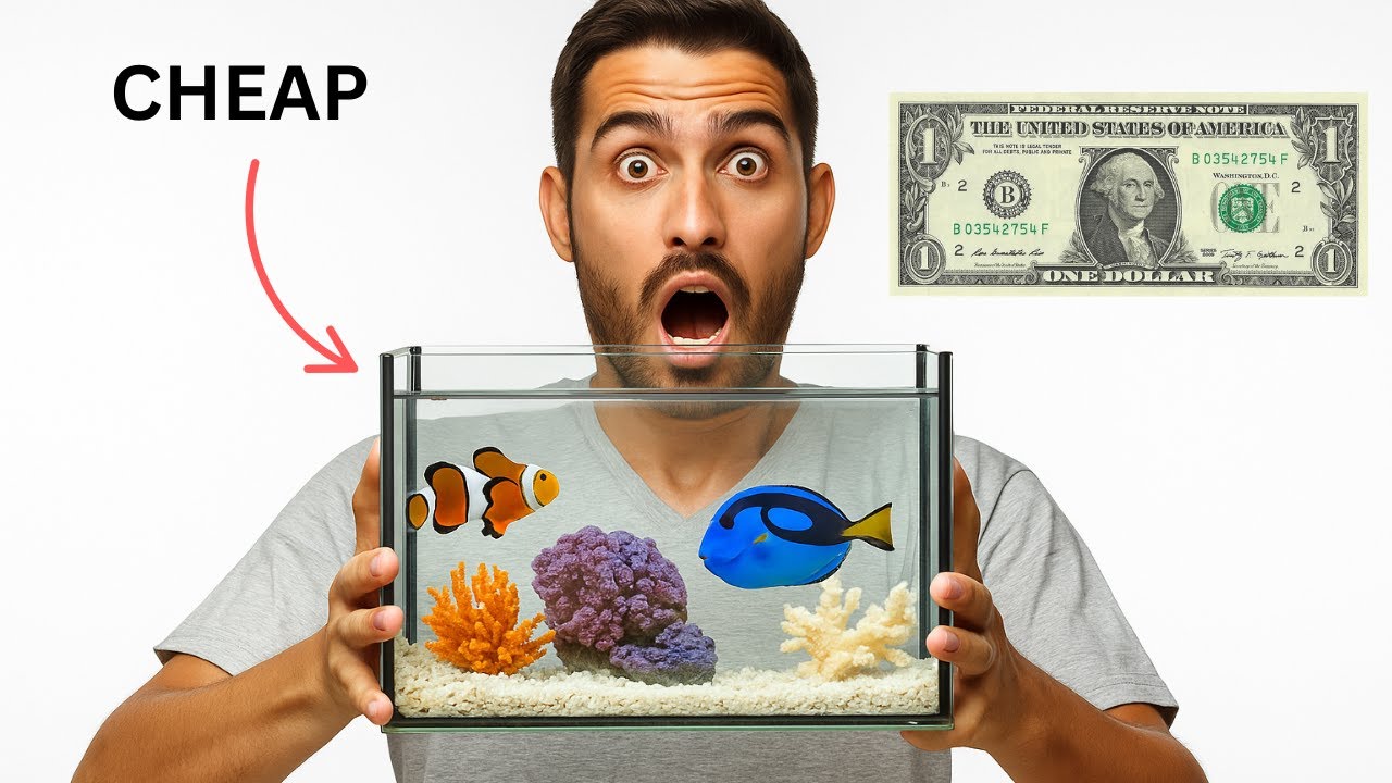 I created the cheapest underwater world (Clownfish Breeding Update!)