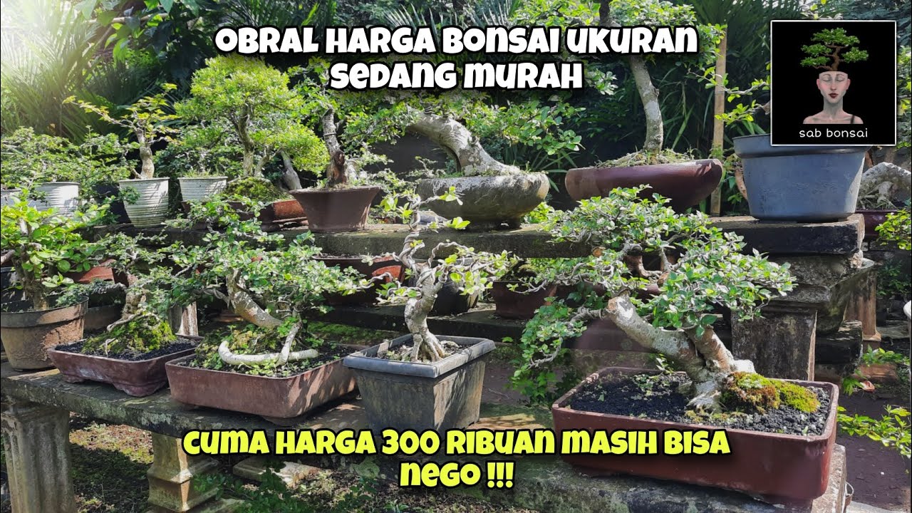 OBRAL HARGA BONSAI UKURAN SEDANG CUMA 300 RIBUAN | sab bonsai