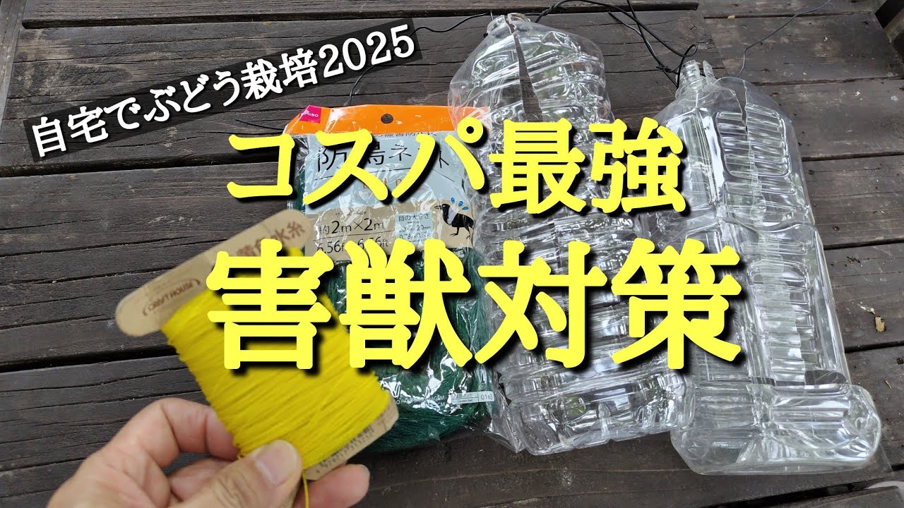 自宅でぶどう栽培／コスパ最強害獣対策