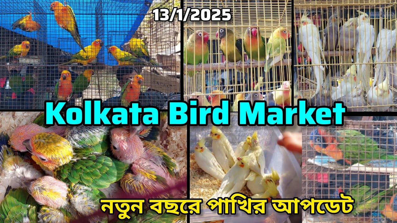 নতুন বছরে পাখির Price Update | Kolkata Bird Market | Exotic Bird Price | Gallif Street Pet Market