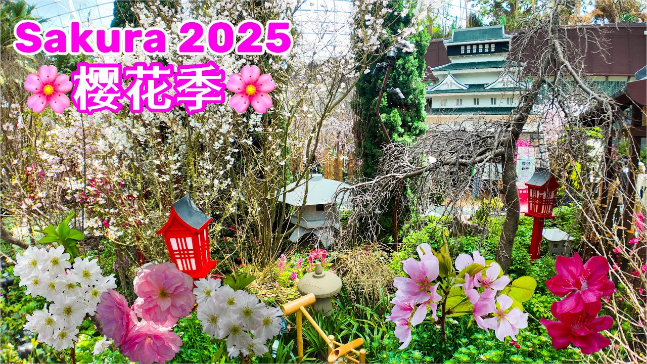 🌸樱花又来咯！不用搭飞机出国也能赏樱花，千万别错过！Sakura 2025, Flower Dome, Gardens by the Bay, Singapore. 世界最大玻璃花房，新加坡滨海湾花园