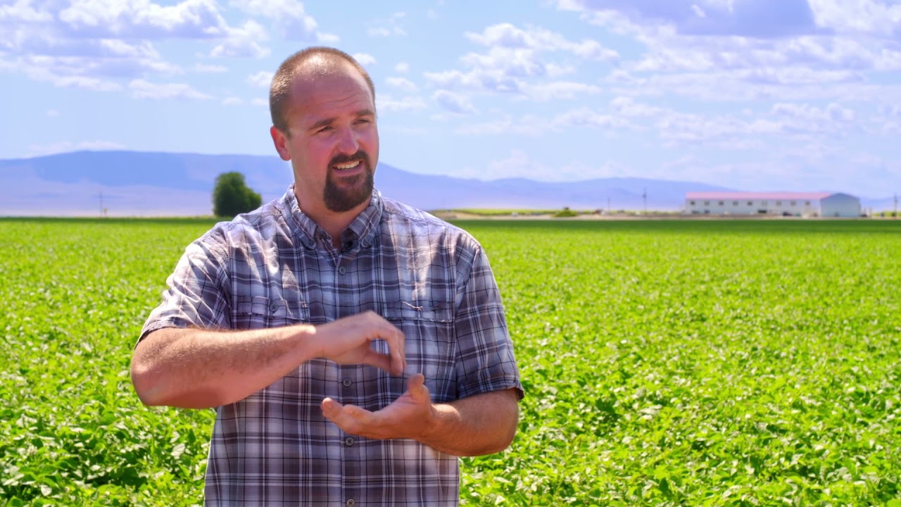 Schneider Bintje Potato Farm | Pasco, WA | Washington Grown