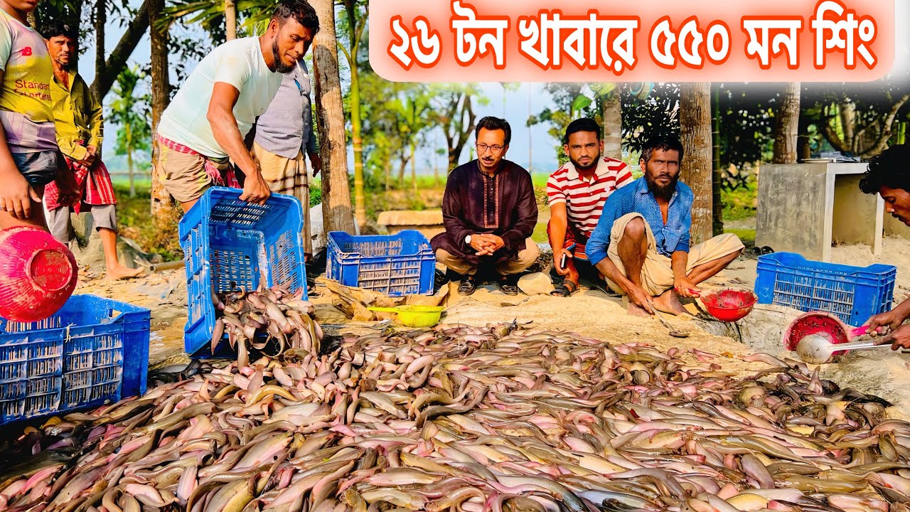 ২৬ টন খাবারে ৫৫০ মন শিং মাছ উৎপাদন.. ll catfish bd
