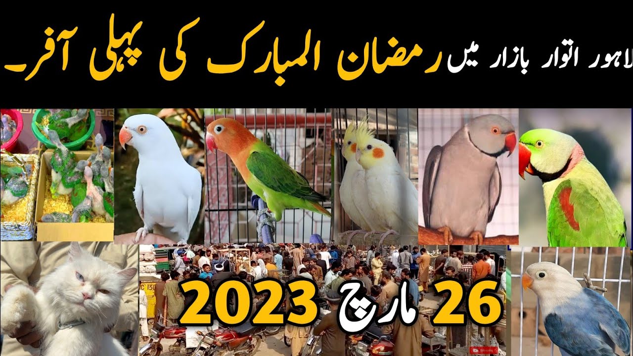 Lahore Sunday Birds Market Latest Price Update | 26 March 2023 | 