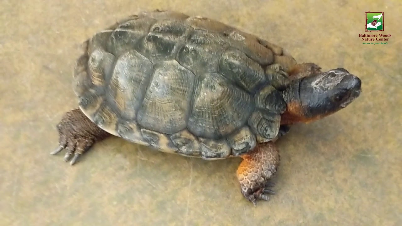 Animal of the Week: Wood Turtle