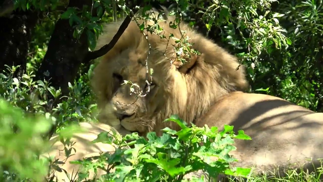 Inkwenkwezi Game Reserve in Southafrica