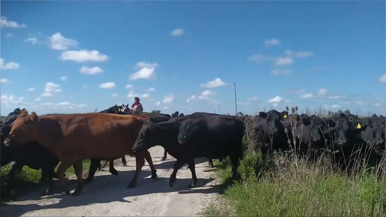 Moto🛵 La Plata - Bavio - Roberto Payro - Vieytes - Verónica - Tomás Jonte - Monte Veloz (LA IDA) 1/2