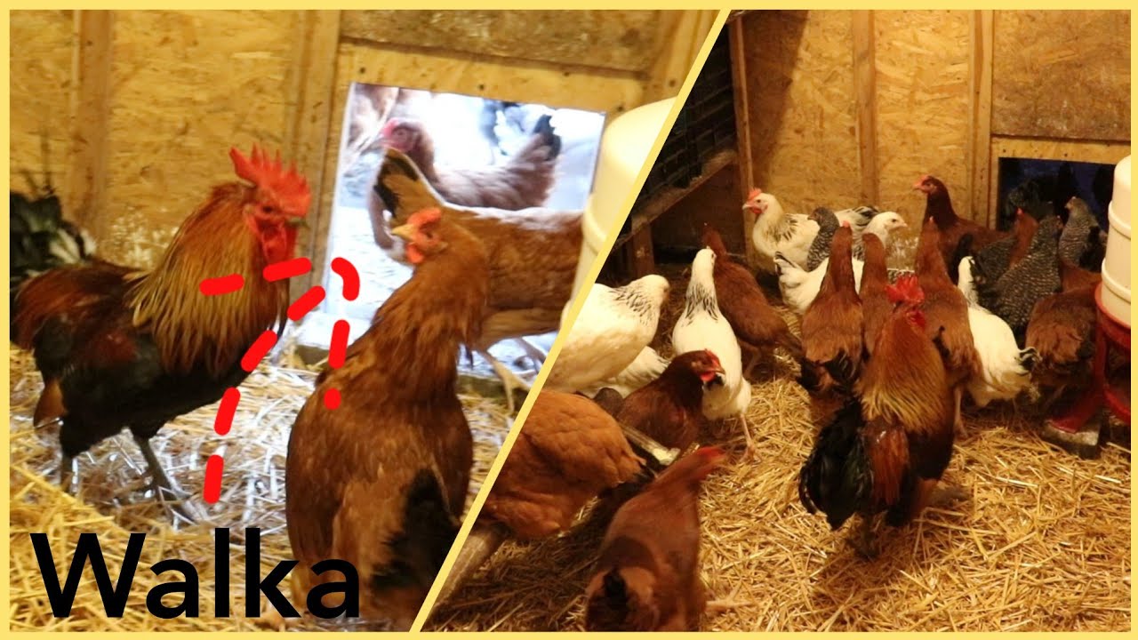 Kupiłem 40 Nowych kur ! *Prezenty od widza Bartka*