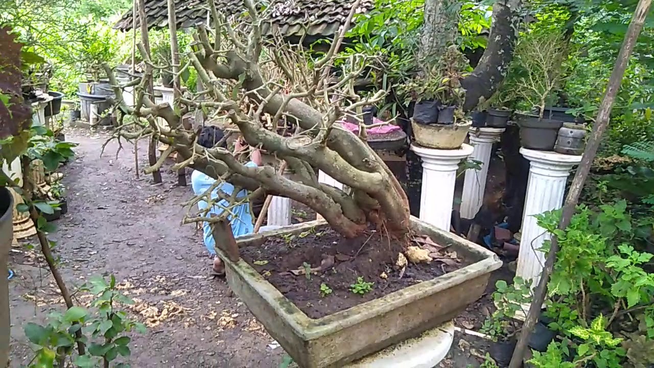 #bonsaiindonesia #bonsai #bonsaimania