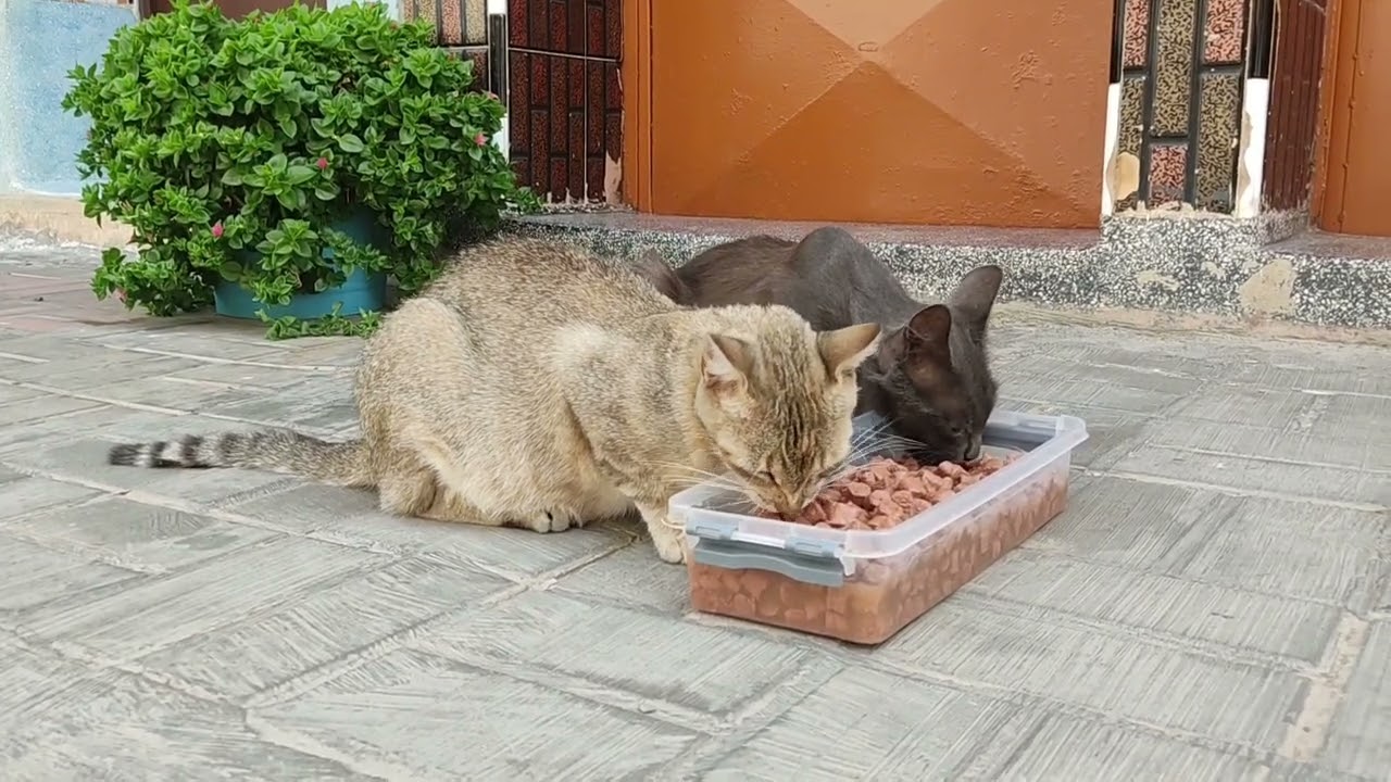 Two Hungry Stray Cats Eating Together in Peace