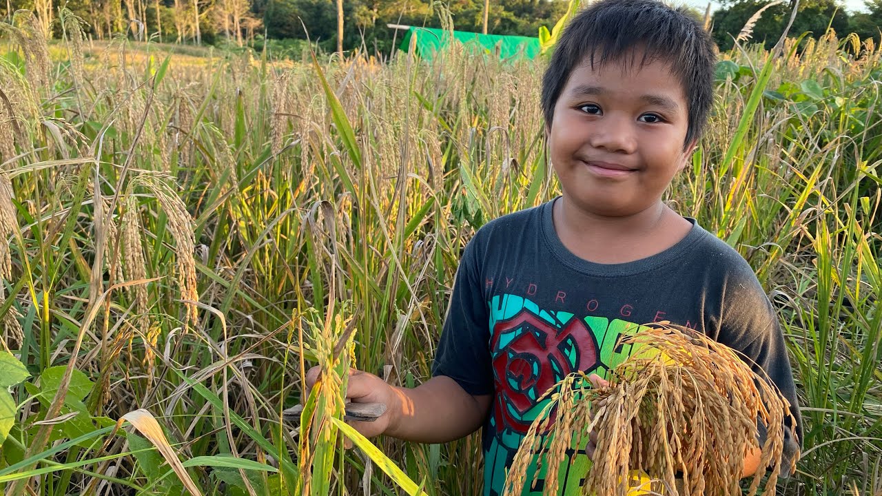 LIMA HEKTAR PADI GUNUNG SIAP DIPANEN! TRADISI KEARIFAN LOKAL MASYARAKAT ASLI KALIMANTAN UTARA