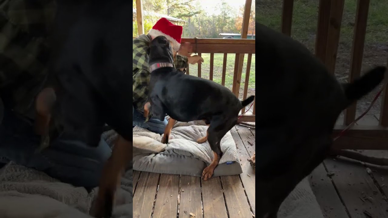 Doberman Playtime Turns Into Pure Chaos | Live Highlight