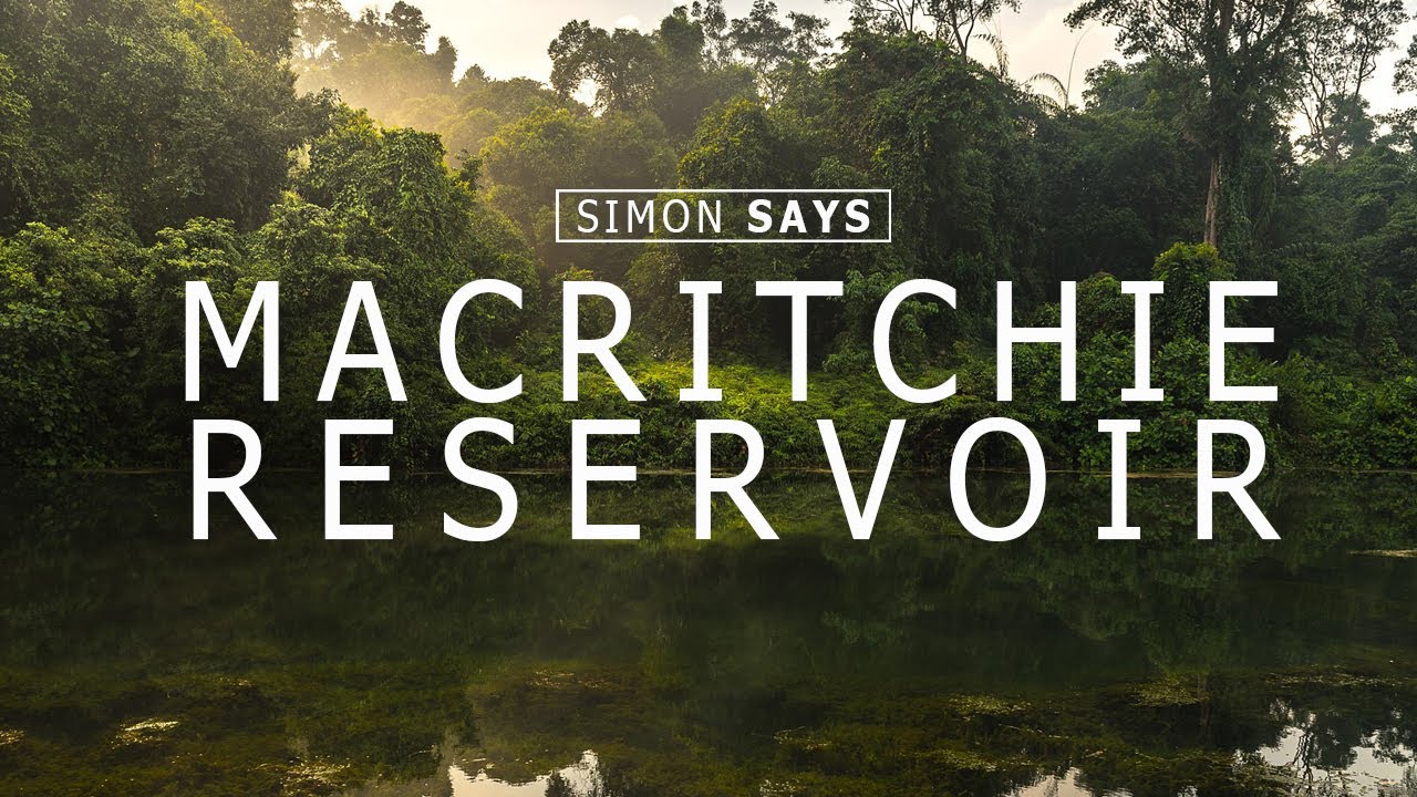 Hiking Singapore’s longest trail at Macritchie Reservoir | Simon Says