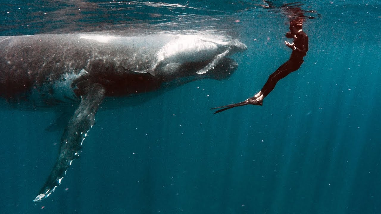 Swimming With BABY WHALES