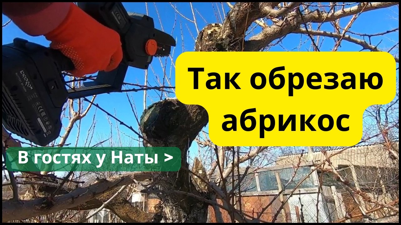 Главная обрезка абрикоса весной! Не пропустите март