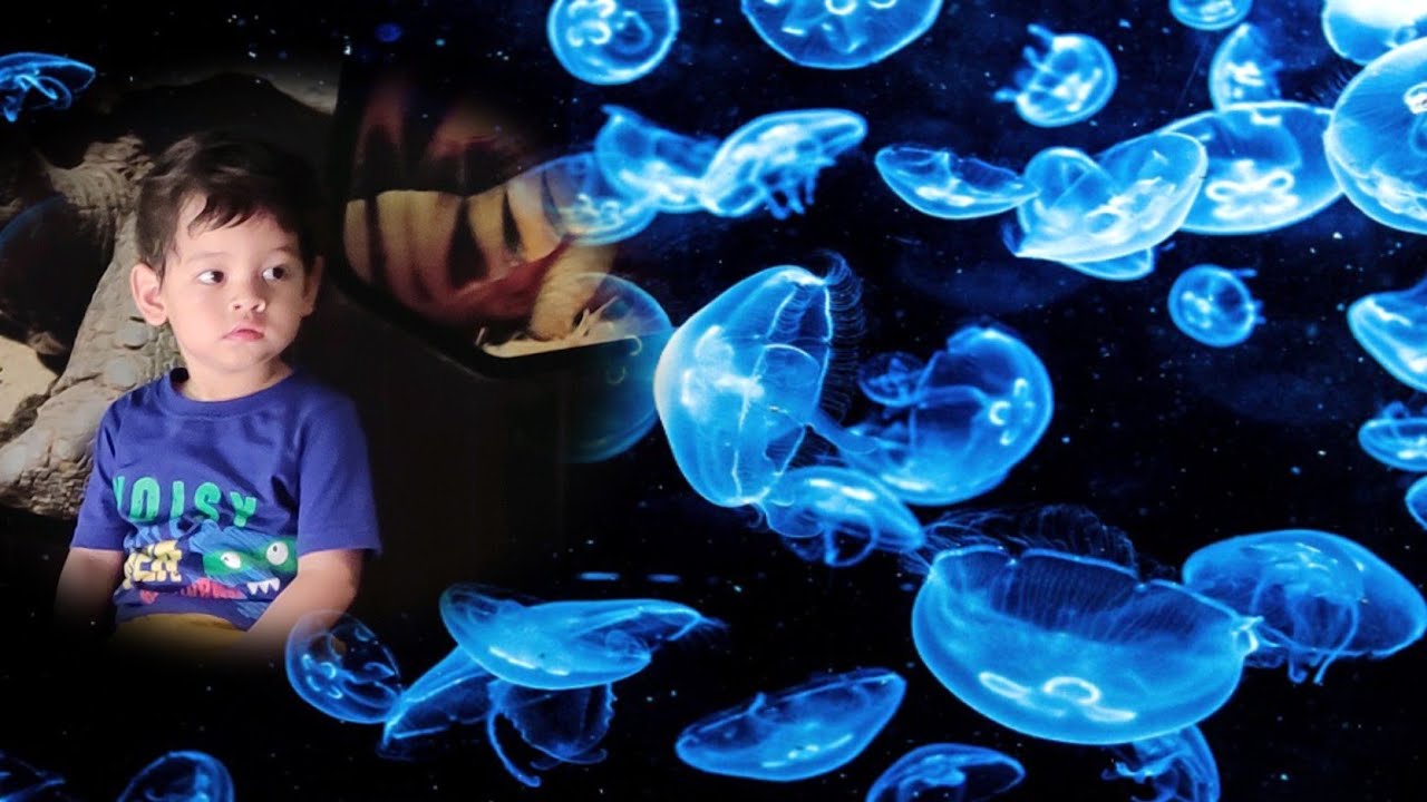 Miku visits the S.E.A. Aquarium, Singapore🐠🐡🦀🐧