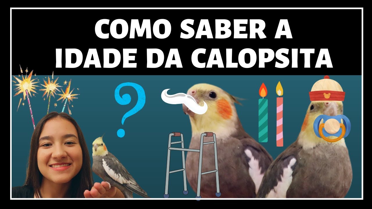 COMO DESCOBRIR A IDADE DE SUA CALOPSITA