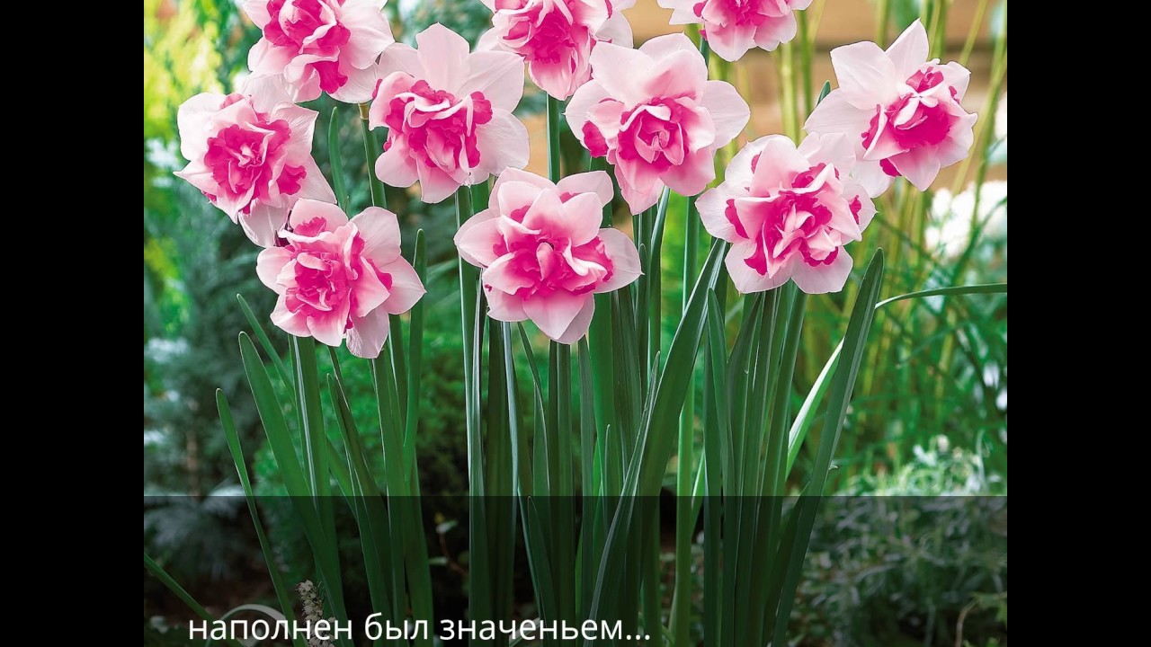 Расцвёл нарцисс