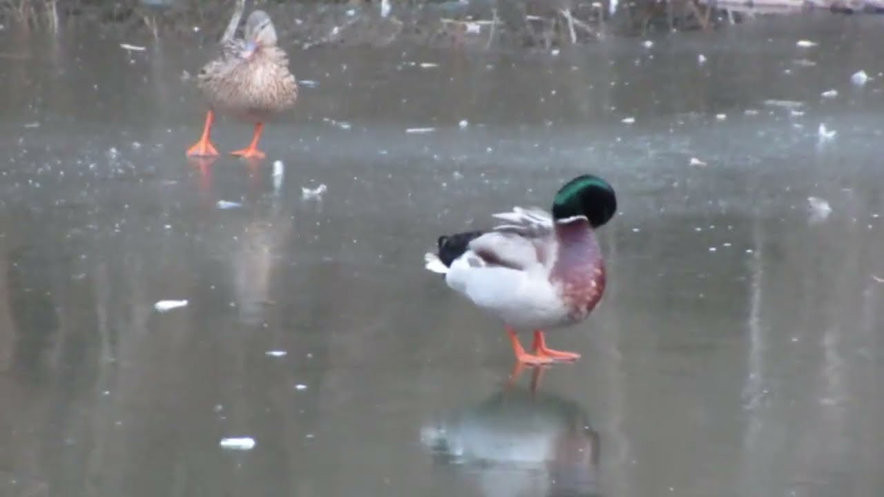 Animal Impressions 75🦆Ducks on the frozen lake * Enten am zugefrorenen See