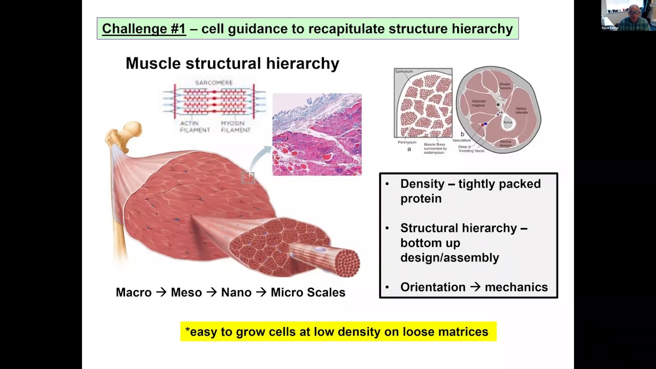 Dr. David Kaplan: Using tissue engineering to grow cultivated meat