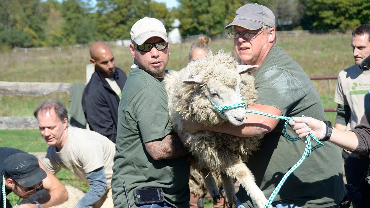From Backyard Butcher to Sanctuary