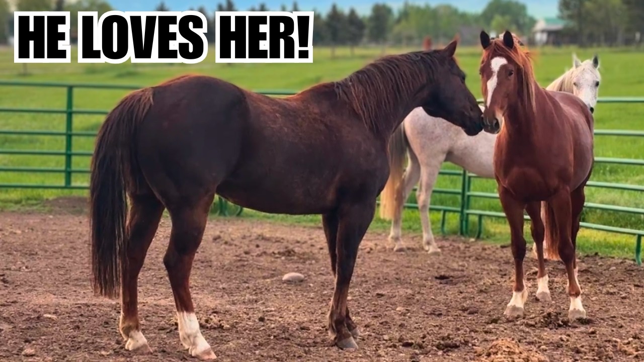 Introducing a new horse to the herd! ~ Is this the perfect trio?