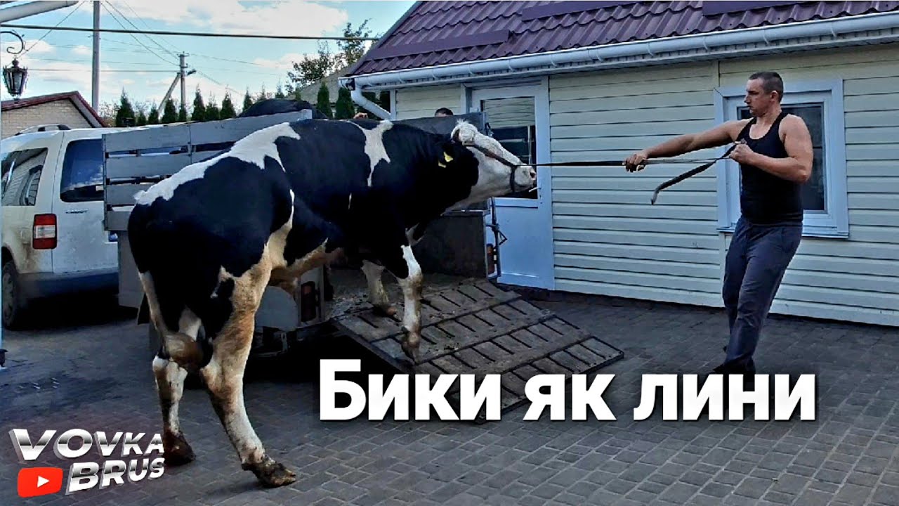 🇺🇦Закупка ВРХ для переробки. Ціна на телят.🇺🇦