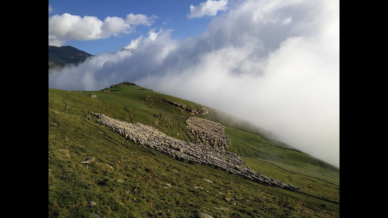 Élevage de montagne: ces métiers clés du territoire pyrénéen