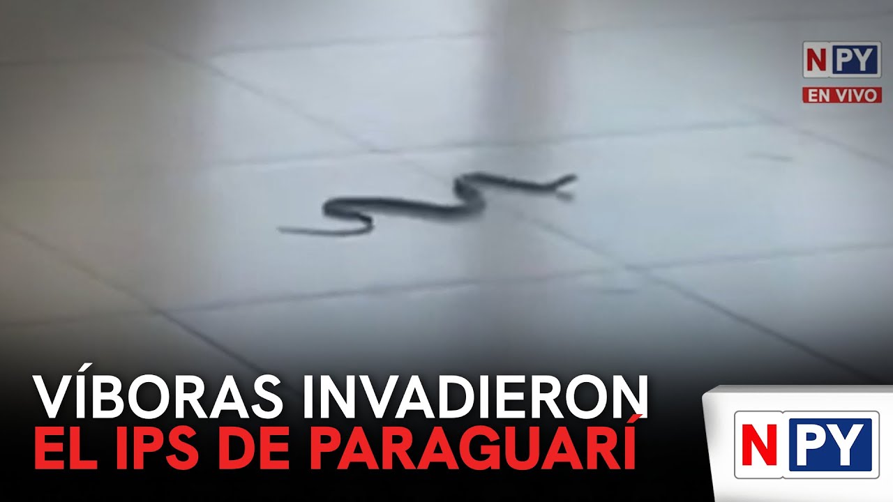 Víboras invadieron el IPS de Paraguarí