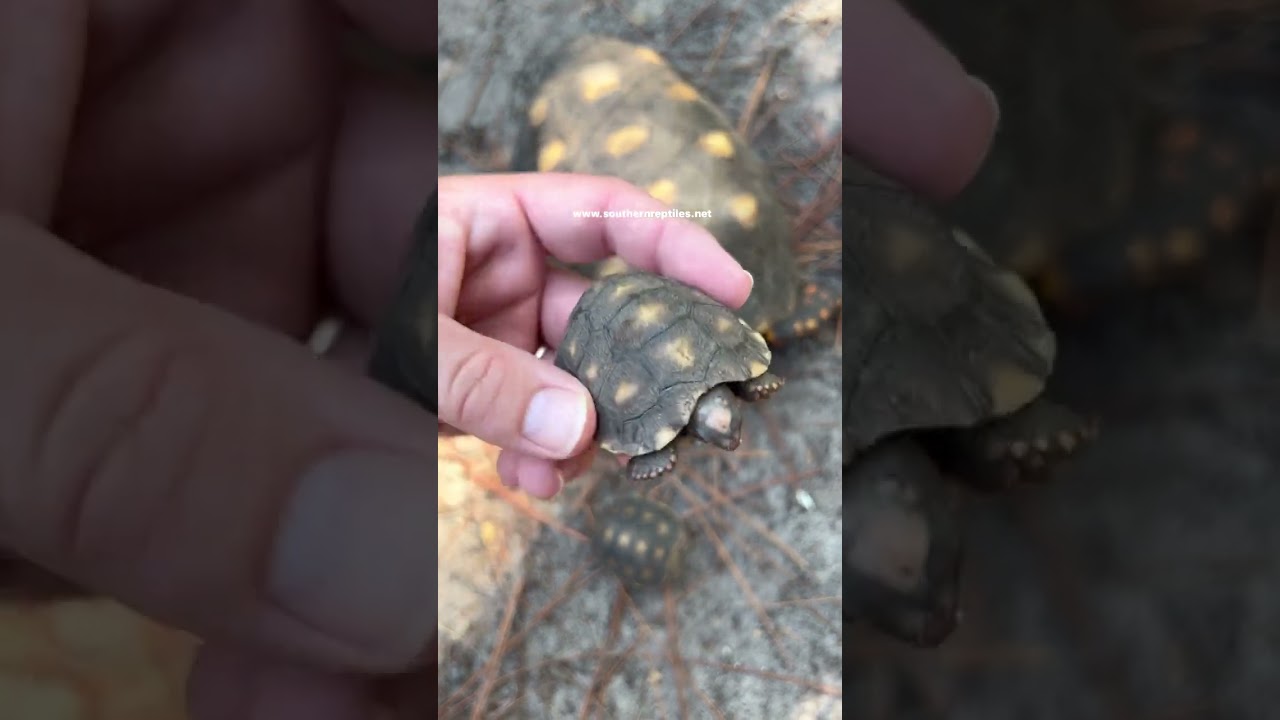 🐢🍒Brazilian Cherryhead hatchlings naturally incubated!#tortoise #tortoises #cherryhead #reptile