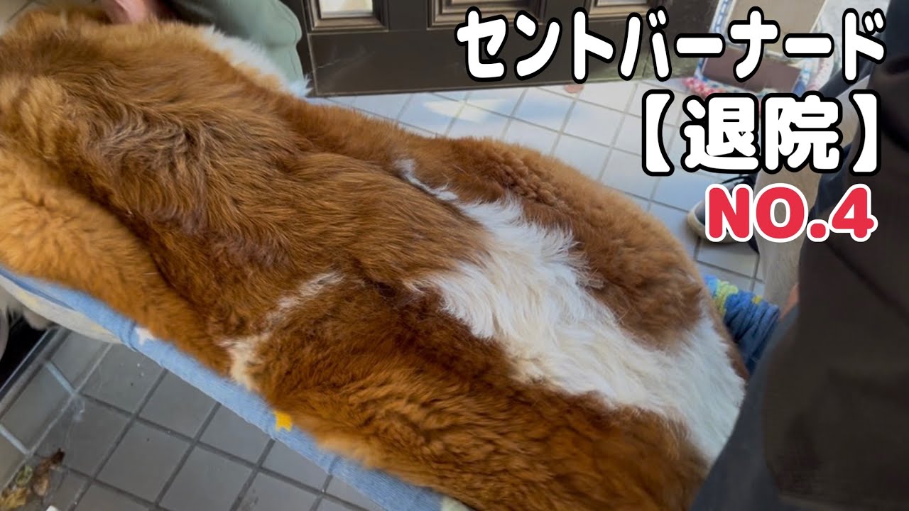 【退院】セントバーナードのももちゃんが無事に退院しました。まだ痛みがあり歩けないので手作りタンカーでお家に帰ります。ららちゃん・とと君も待っています。