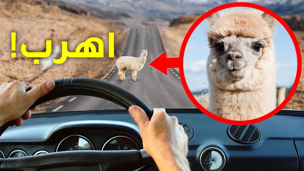 إذا رأيت هذه الألبكة اللطيفة (وغيرها من الحيوانات اللطيفة الخطرة) ابتعد في الحال