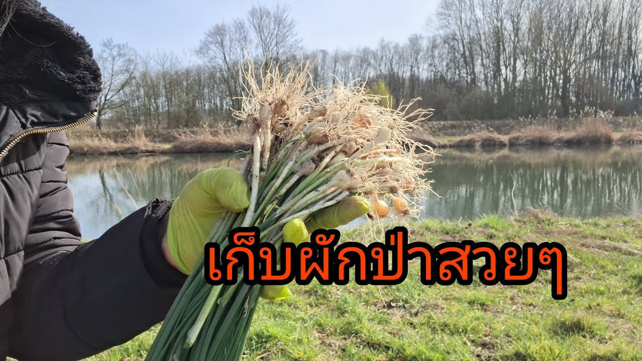 ขุดหัวหอมป่าเก็บผัก3ชนิดขึ้นตามธรรมชาติคนไทยในเยอรมัน