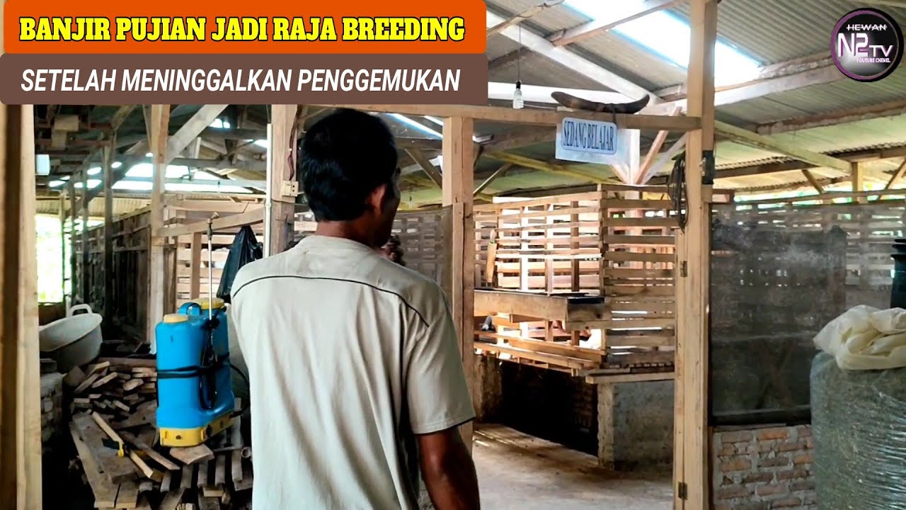 BANJIR PUJIAN || Kehidupan Berubah Setelah Ternak Kambing