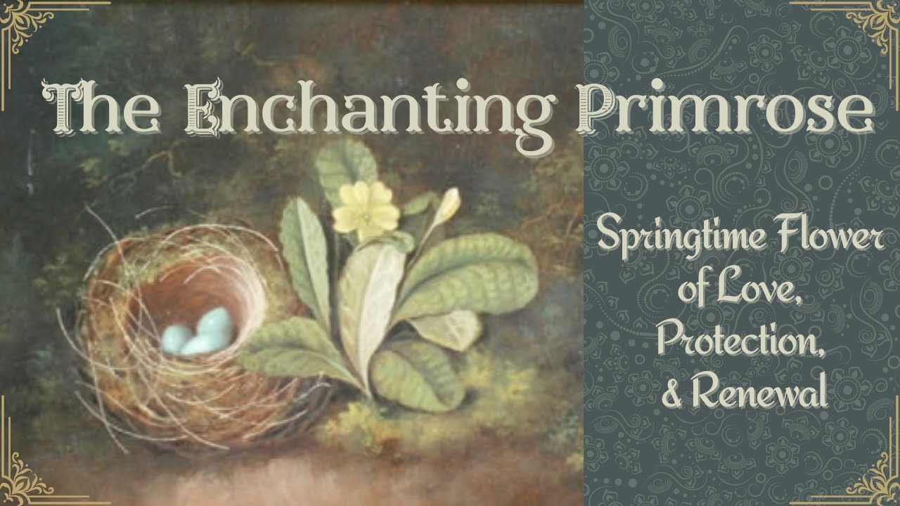 The Enchanting Primrose: Springtime Flower of Love, Protection & Renewal