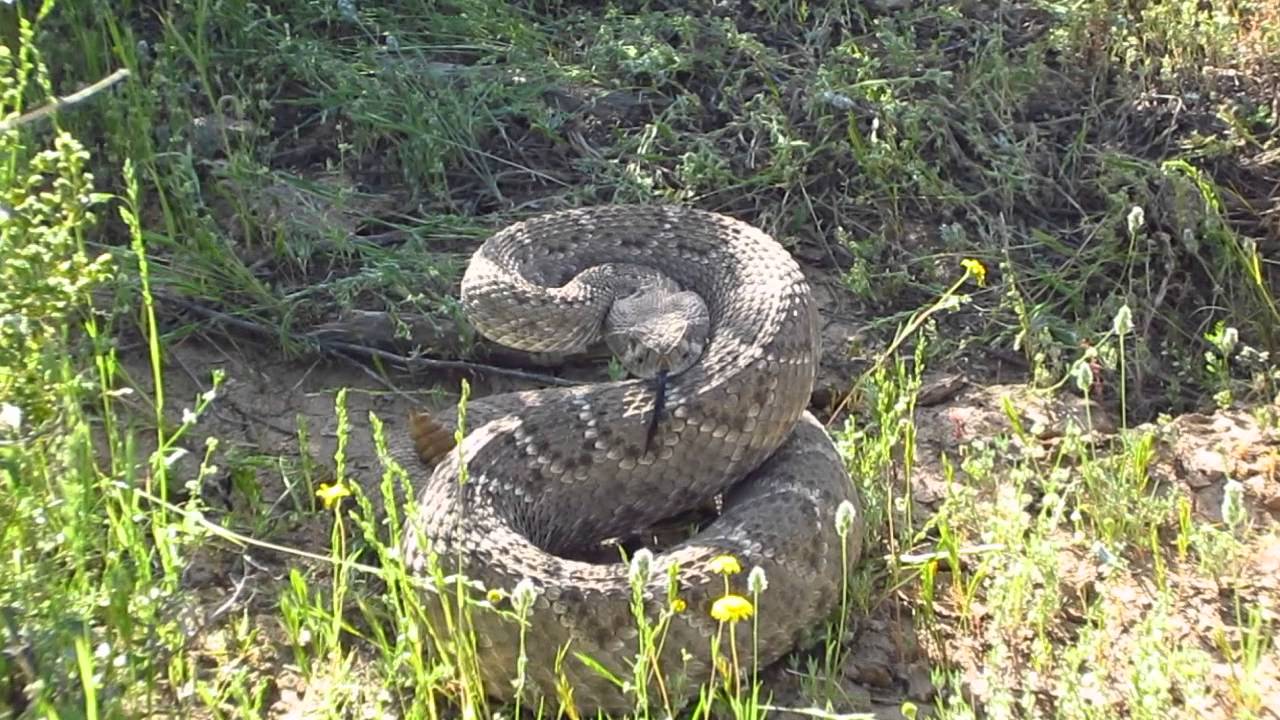 A really close call, this rattlesnake has hops!!