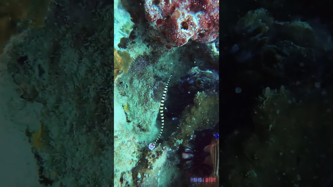 The banded pipefish