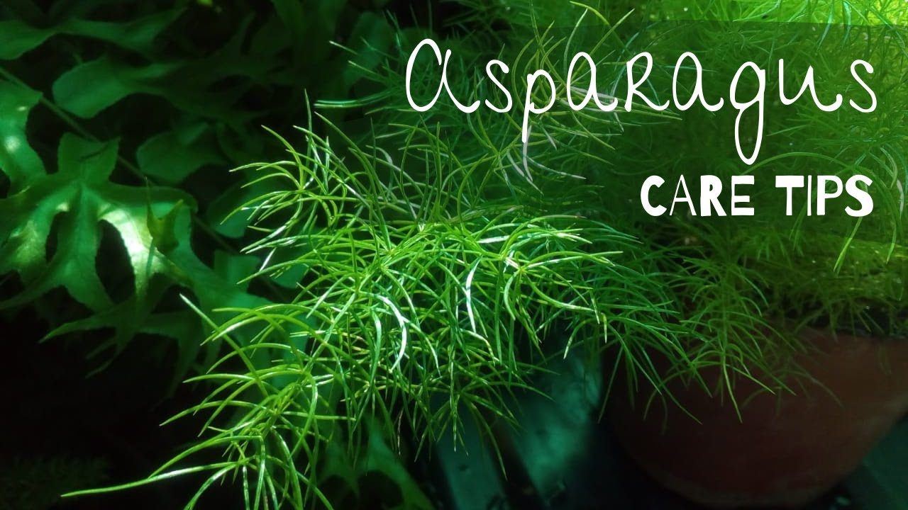 ASPARAGUS Fern | How I care for Asparagus Densiflorus | Asparagus Fern Care Tips