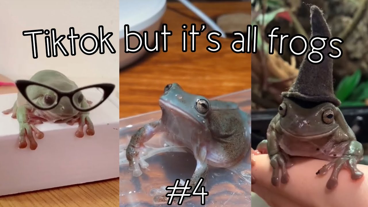 Tiktok but it’s all frogs #4