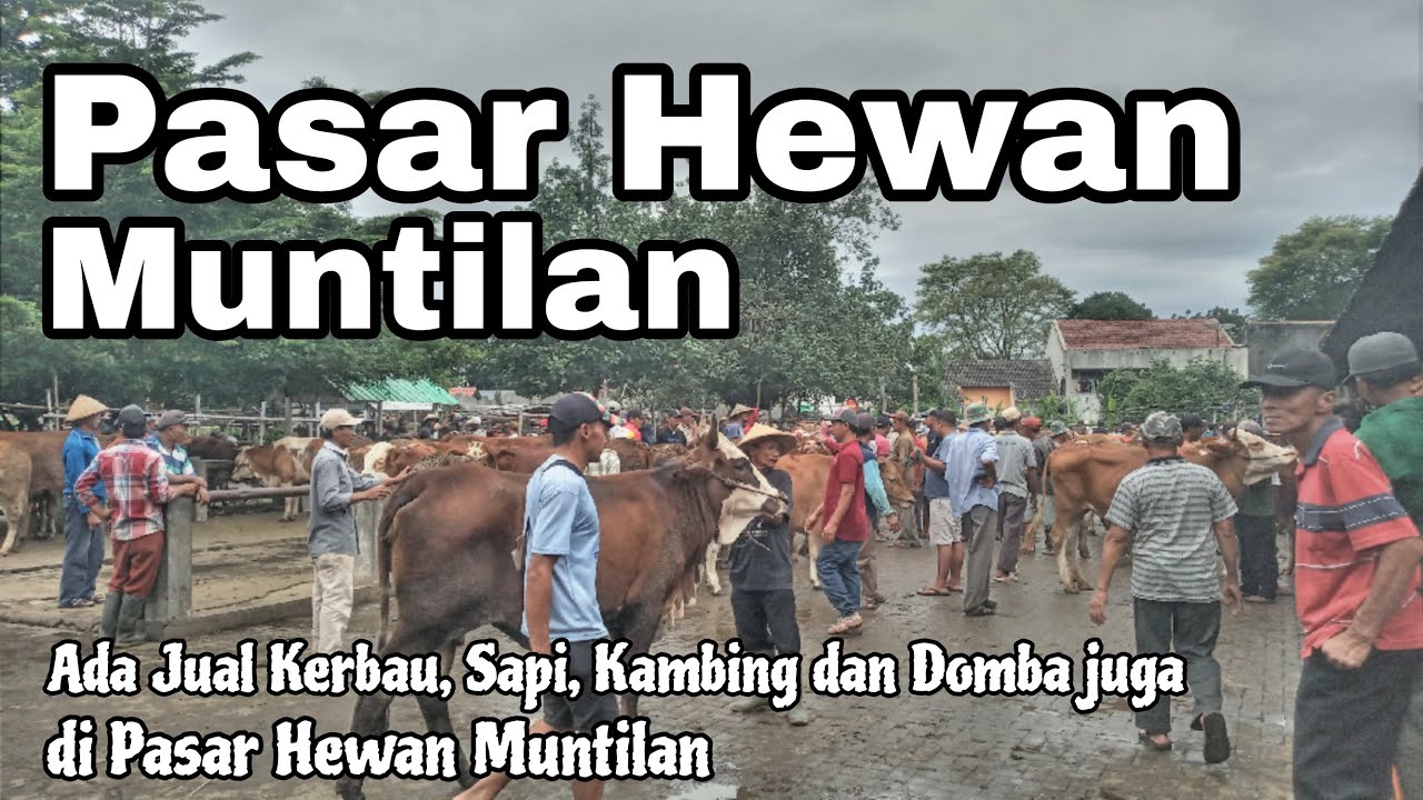 Pasar Hewan Muntilan Magelang